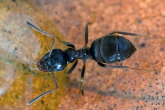 Site ants sales